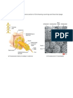 Activity 19: Transverse Section of SN Showing Coverings and Fascicles (Page 501)