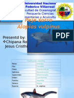 Pejezorro Alopias Vulnipus