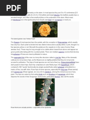Rose