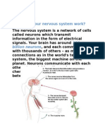 Lesson - 11 How Does Your Nervous System Work?: 100 Billion Neurons