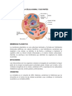 Celula Animal y Vegetal y Sus Partes