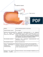 EJERCICIO INTEGRATIVO Histologiam