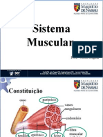 04-Músculos