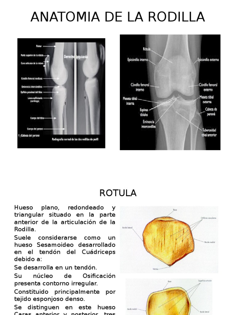 Anatomia de La Rodilla