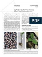 Germinate Tea Seeds