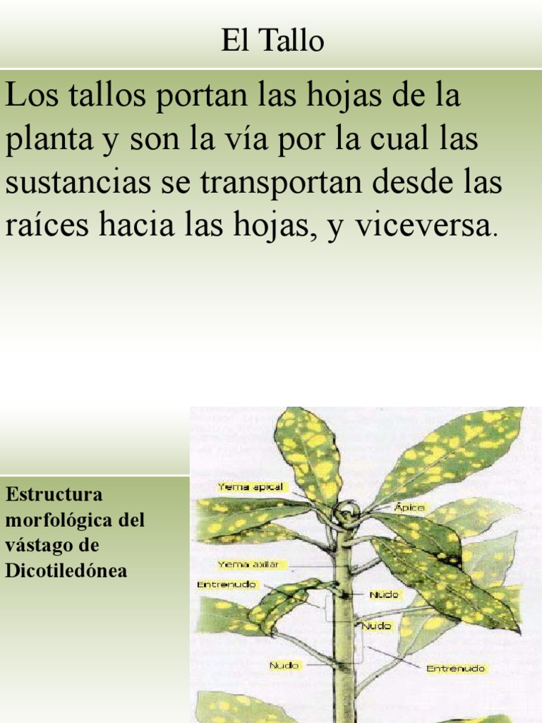 Estructura y funciones del tallo vegetal | PDF | Tallo de la planta ...