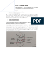 Desarrollo de Cara