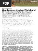 Hunderasse Irischer Wolfshund