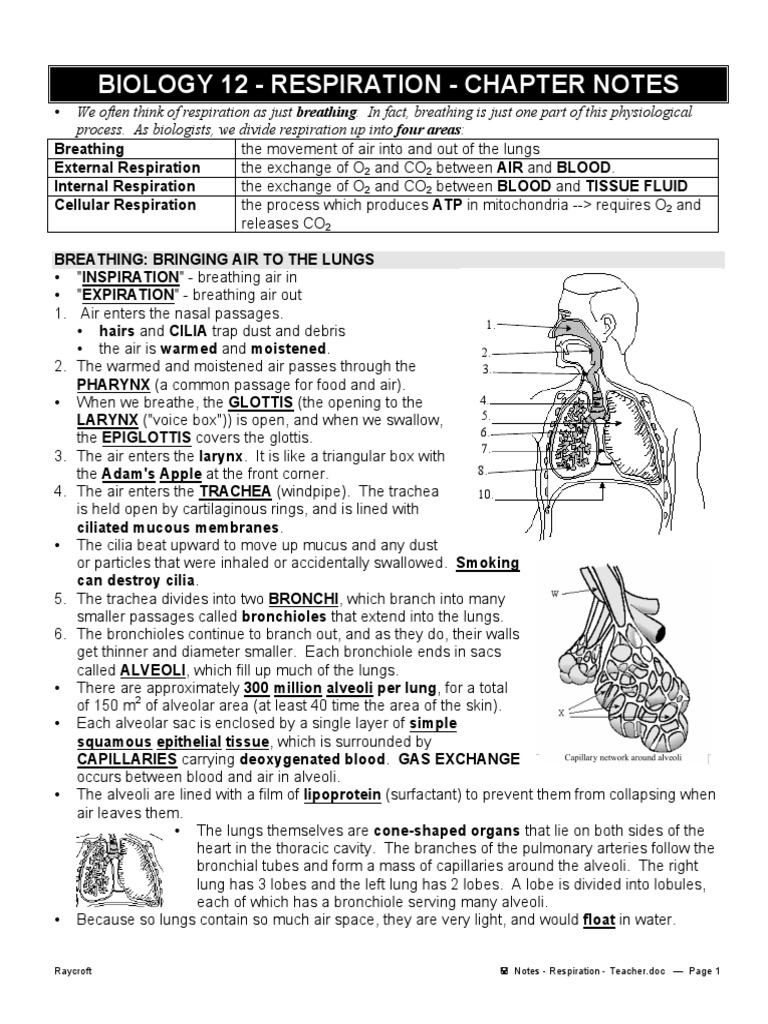 Respiration Notes Lung Breathing