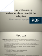 C04_Leziuni_celulare_si_extracelulare_Reacţii_de_adaptare.ppt