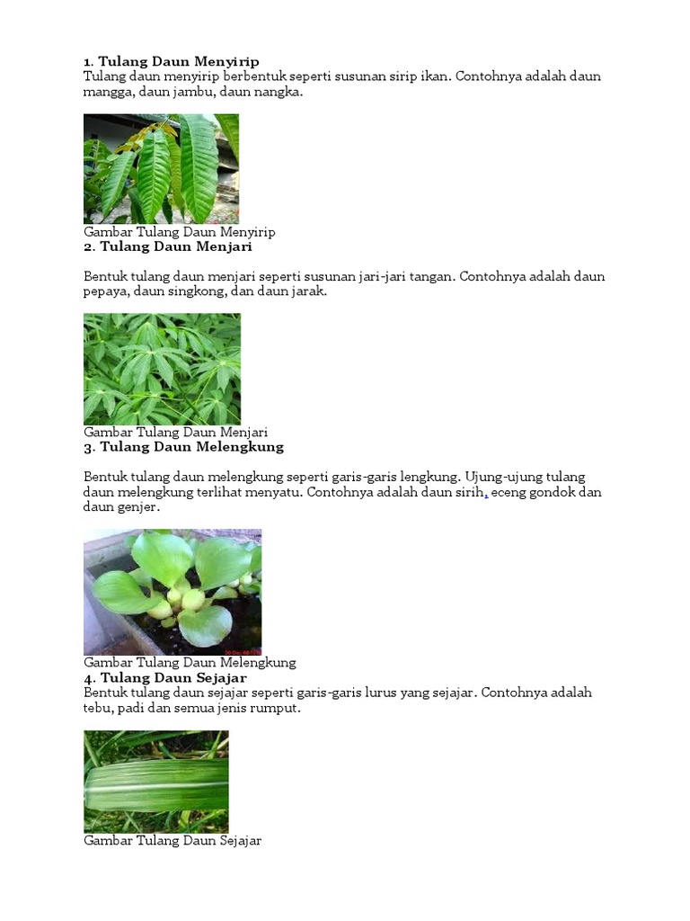 88 gambar bentuk tulang daun Kekinian Gambar Pixabay