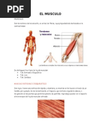 El Musculo y El Control Neuromuscular