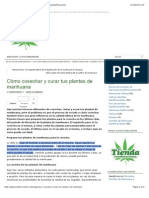 Cómo cosechar y curar tus plantas de marihuana | Blog Autoflorecientes