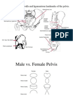 Pelvis