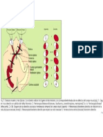 CAMPO VISUAL.ppt