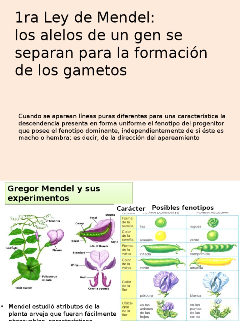 1ra Ley de Mendel Dominancia (Genética) Ciencias de la