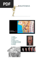 Anatomia via Aérea