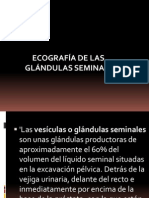 Eco de glándulas seminales: Anatomía, patología y exploración