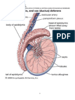 Specializari - Epididim 2012