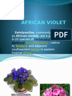 African Violet: Saintpaulias, Commonly Known