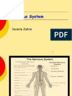 Nervous System: Javaria Zahra