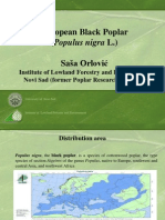 Black Poplar Protection in Serbia