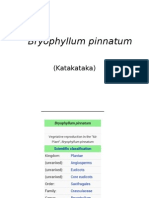 Bryophyllum Pinnatum: (Katakataka)