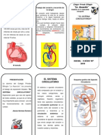 El Sistema Circulatorio