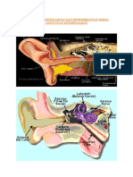 Anatomi Pendengaran Dan Keseimbangan Pendengaran
