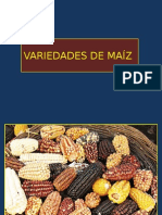 Variedades de Maíz