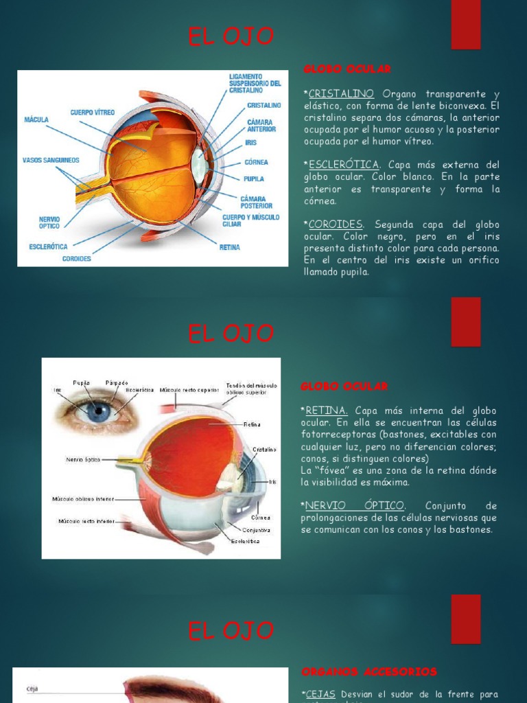 Estructura y Funcionamiento del Ojo | PDF | Ojo humano | Ojo