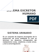 Sistema Excretor Humano