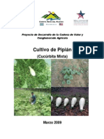 Cultivo de Pipian Nicaagua.