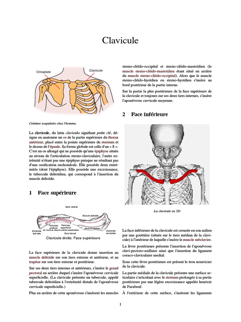 Anatomie de la clavicule humaine | PDF | Membres (anatomie) | Système ...
