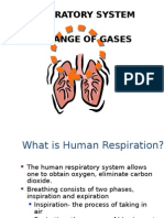 Respiratory System