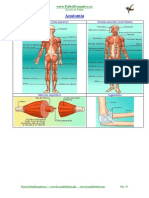 Anatomia PDF