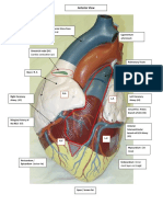 Anterior View