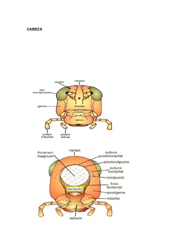 Partes de Un Insecto | PDF | Tórax | Insectos