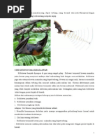 Download Definisi Kelelawar Cecak Tokek Bunglon Landak Unta Kanggoro Burung Hantu Bebek by Teguh B Santos SN273581785 doc pdf