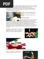 Polinização Artificial