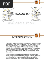 Download Mosquito Life Cycle by lfams SN27367623 doc pdf