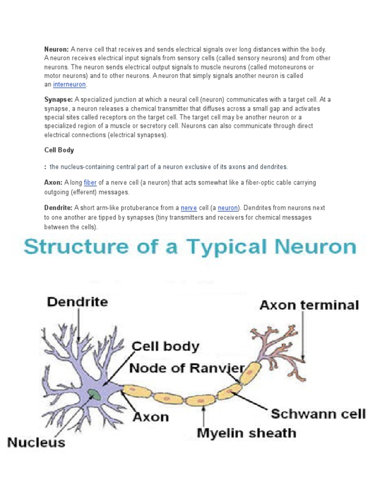 Understanding Neurons and Synapses | PDF | Science & Mathematics ...
