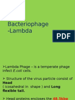 Lambda Phage Structure and Life Cycle
