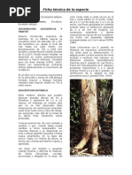 Download Ficha Tcnica Eucalyptus saligna by Ignacio Larco Roca SN273777340 doc pdf