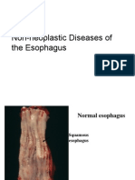 Oesophagus