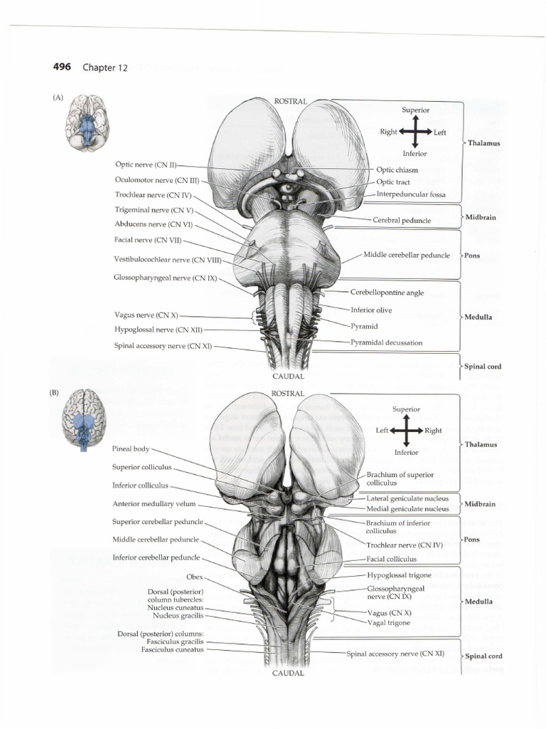 neuroanatomy through clinical cases 2nd edition pdf free download