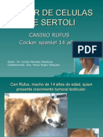 Tumordecelulasdesertoli Rufus 110802112635 Phpapp02