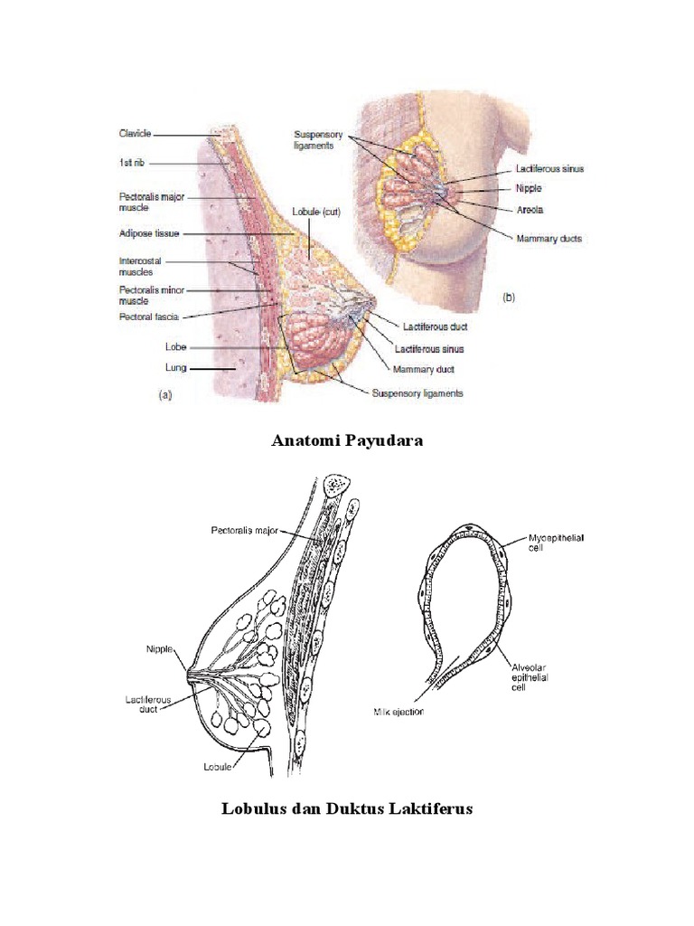 Gambar Mamografi | PDF