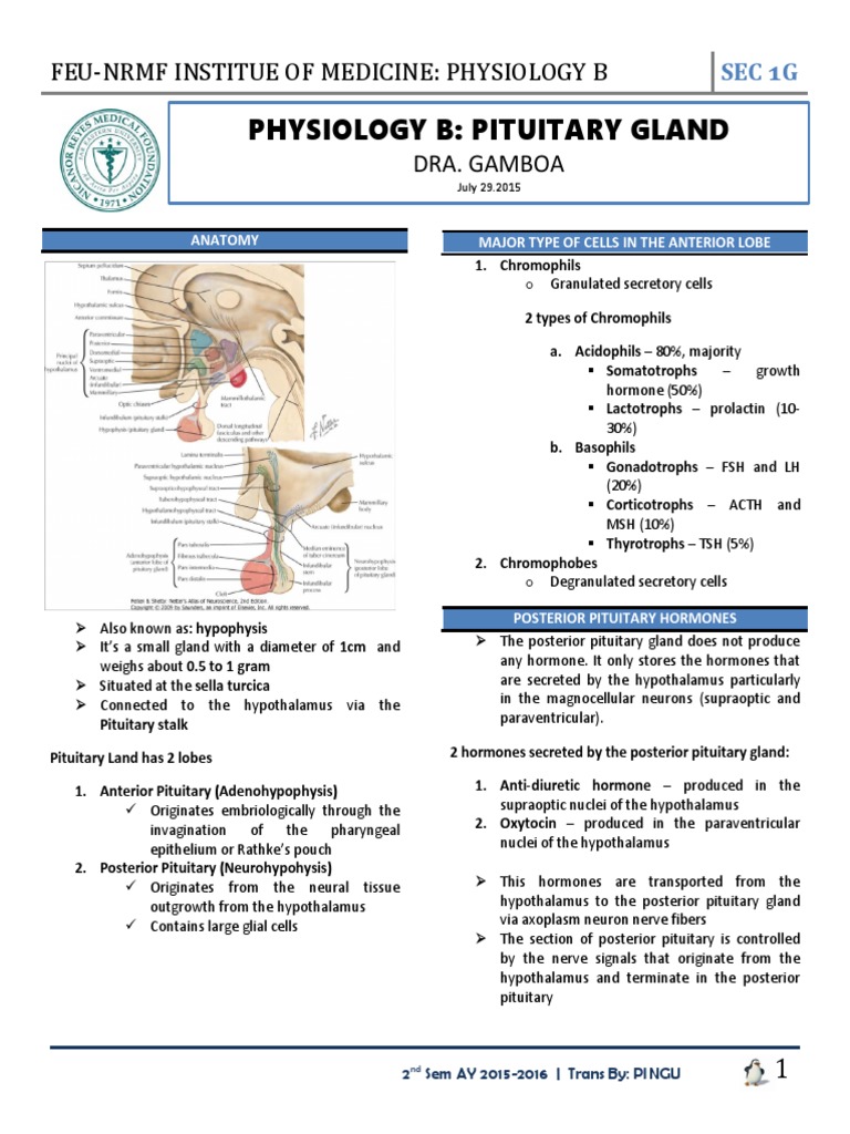 Pituitary Gland Physiology Overview | PDF | Luteinizing Hormone ...