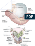 Anantomi NVD.ppt